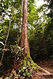 Kmen stromu Bangkirai
